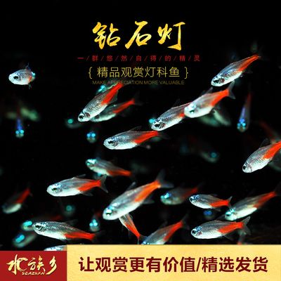 燈魚群游所需的魚缸大小有一定的標準是根據搜索結果得出的信息：如何打造南美曠野風格魚缸