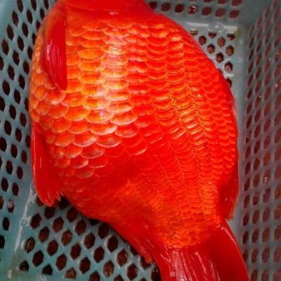 紅鯉魚適合的水溫范圍紅鯉魚適合的水溫范圍：紅鯉魚養殖溫度怎么控制