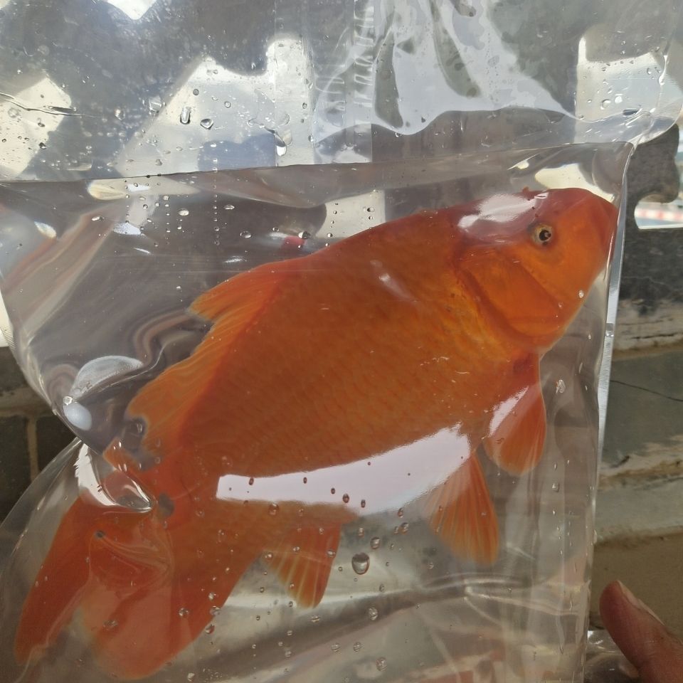 紅鯉魚適合的水溫范圍紅鯉魚適合的水溫范圍：紅鯉魚養殖溫度怎么控制