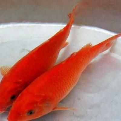 紅鯉魚適合的水溫范圍紅鯉魚適合的水溫范圍：紅鯉魚養殖溫度怎么控制