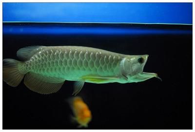 龍魚張口打哈欠：龍魚張口打哈欠可能代表多種情況，