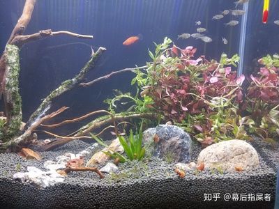 魚缸加熱棒的維護(hù)與故障排除技巧，魚缸加熱棒的維護(hù)：如何選擇合適的魚缸加熱棒