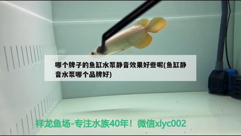 龍魚混養(yǎng)成功幾率：龍魚混養(yǎng)要多久才能和諧