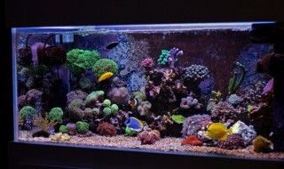 威海魚缸清潔：威海魚缸清潔方法