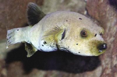 狗頭魚魚缸背景圖高清圖片推薦：高質量的魚缸背景圖：狗頭魚魚缸背景圖