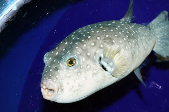 狗頭魚魚缸背景圖高清圖片推薦：高質量的魚缸背景圖：狗頭魚魚缸背景圖