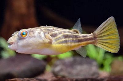 狗頭魚魚缸背景圖高清圖片推薦：高質量的魚缸背景圖：狗頭魚魚缸背景圖