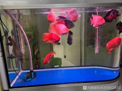 45公分的紅龍魚怎么喂養(yǎng)好（紅龍魚的飼養(yǎng)方法）