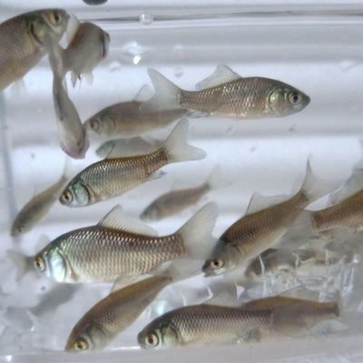 龍魚配魚配幾條泰國(guó)鯽好（8米魚缸適合養(yǎng)多少龍魚）