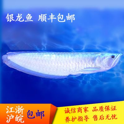 龍魚淡水魚：龍魚是一種在淡水環(huán)境中生活的魚類 龍魚淡水魚：龍魚是一種在淡水環(huán)境中生活的魚類 龍魚百科 第4張