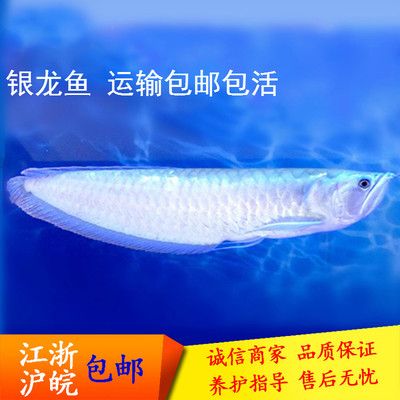 龍魚淡水魚：龍魚是一種在淡水環(huán)境中生活的魚類 龍魚淡水魚：龍魚是一種在淡水環(huán)境中生活的魚類 龍魚百科 第5張
