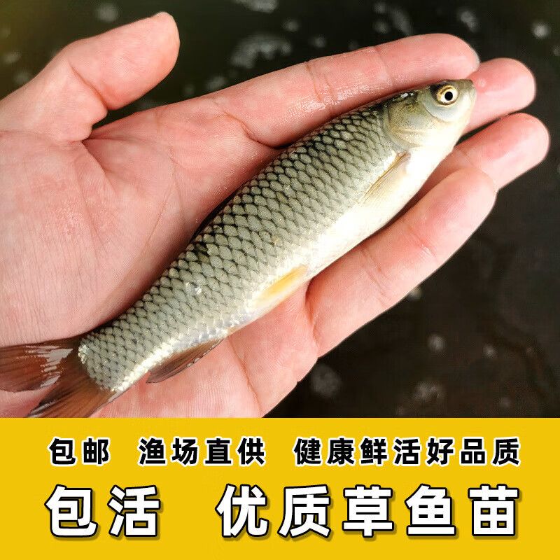 龍魚淡水魚：龍魚是一種在淡水環(huán)境中生活的魚類 龍魚淡水魚：龍魚是一種在淡水環(huán)境中生活的魚類 龍魚百科 第3張