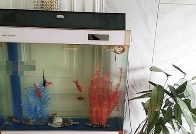 瑪麗魚魚缸升溫多久：瑪麗魚魚缸升溫多久詳情