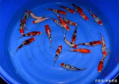 大正三色錦鯉的飼養技巧（大正三色錦鯉飼養需要注意以下幾個方面） 大正三色錦鯉的飼養技巧（大正三色錦鯉飼養需要注意以下幾個方面） 龍魚百科 第1張