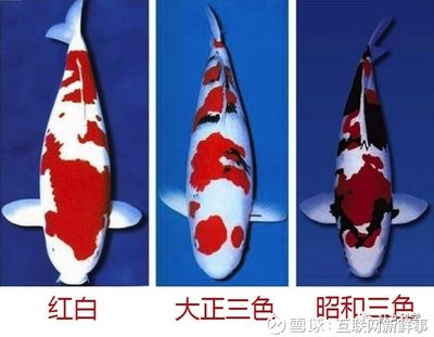 大正三色錦鯉的飼養技巧（大正三色錦鯉飼養需要注意以下幾個方面） 大正三色錦鯉的飼養技巧（大正三色錦鯉飼養需要注意以下幾個方面） 龍魚百科 第4張