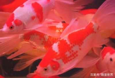 大正三色錦鯉的飼養技巧（大正三色錦鯉飼養需要注意以下幾個方面） 大正三色錦鯉的飼養技巧（大正三色錦鯉飼養需要注意以下幾個方面） 龍魚百科 第2張