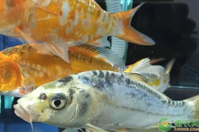 大正三色錦鯉的飼養技巧（大正三色錦鯉飼養需要注意以下幾個方面） 大正三色錦鯉的飼養技巧（大正三色錦鯉飼養需要注意以下幾個方面） 龍魚百科 第3張