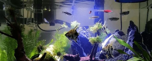 畫法幾何魚缸如何只開過濾不開燈：畫法幾何智能兩棲生態底濾缸