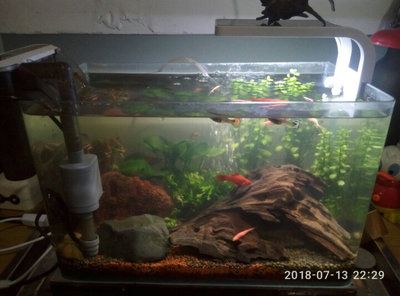 魚缸評價（關于魚缸的一些評價信息） 魚缸評價（關于魚缸的一些評價信息） 魚缸百科 第1張