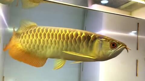 金龍魚翹頭好還是炮彈頭號：翹頭和炮彈頭各有特色，具體哪一個好，主要取決于個人的喜好 金龍魚翹頭好還是炮彈頭號：翹頭和炮彈頭各有特色，具體哪一個好，主要取決于個人的喜好 龍魚百科 第3張