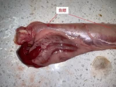 金龍魚吃什么食物長大快：金龍魚吃什么長得快