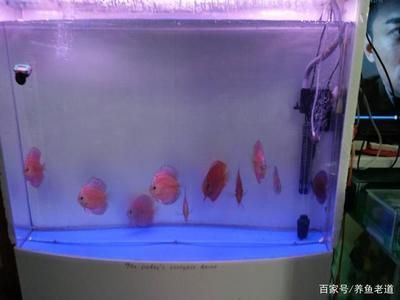 魚缸過濾棉怎么清洗視頻：如何清洗魚缸過濾棉，魚缸水質清潔小妙招