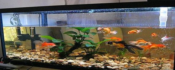 魚缸過濾棉怎么清洗視頻：如何清洗魚缸過濾棉，魚缸水質清潔小妙招