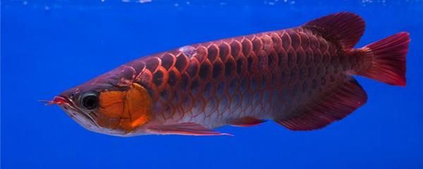 紅龍魚為什么長得快一點（小紅龍魚怎么養長得快紅龍魚生長速度360問答）