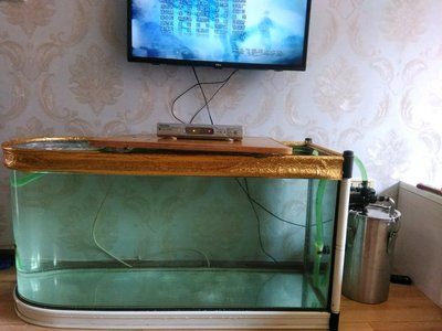 魚缸換新水需要加鹽嗎為什么（魚缸換新水需要加鹽嗎） 魚缸換新水需要加鹽嗎為什么（魚缸換新水需要加鹽嗎） 魚缸百科 第1張