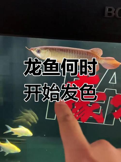 練手龍魚會上色嗎圖片