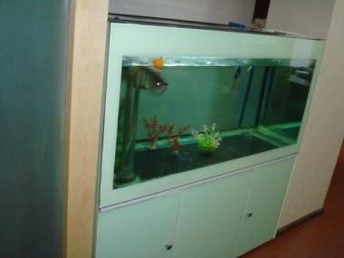 湖北魚缸廠家排名前十名（湖北魚缸產業發展歷程）