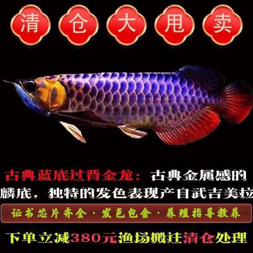 哪里可以購買到純種的武吉美拉過背金龍？