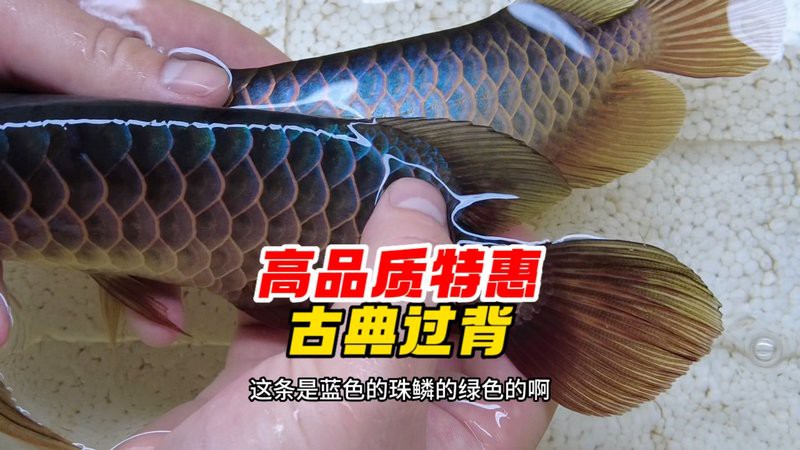 哪里可以購買到純種的武吉美拉過背金龍？