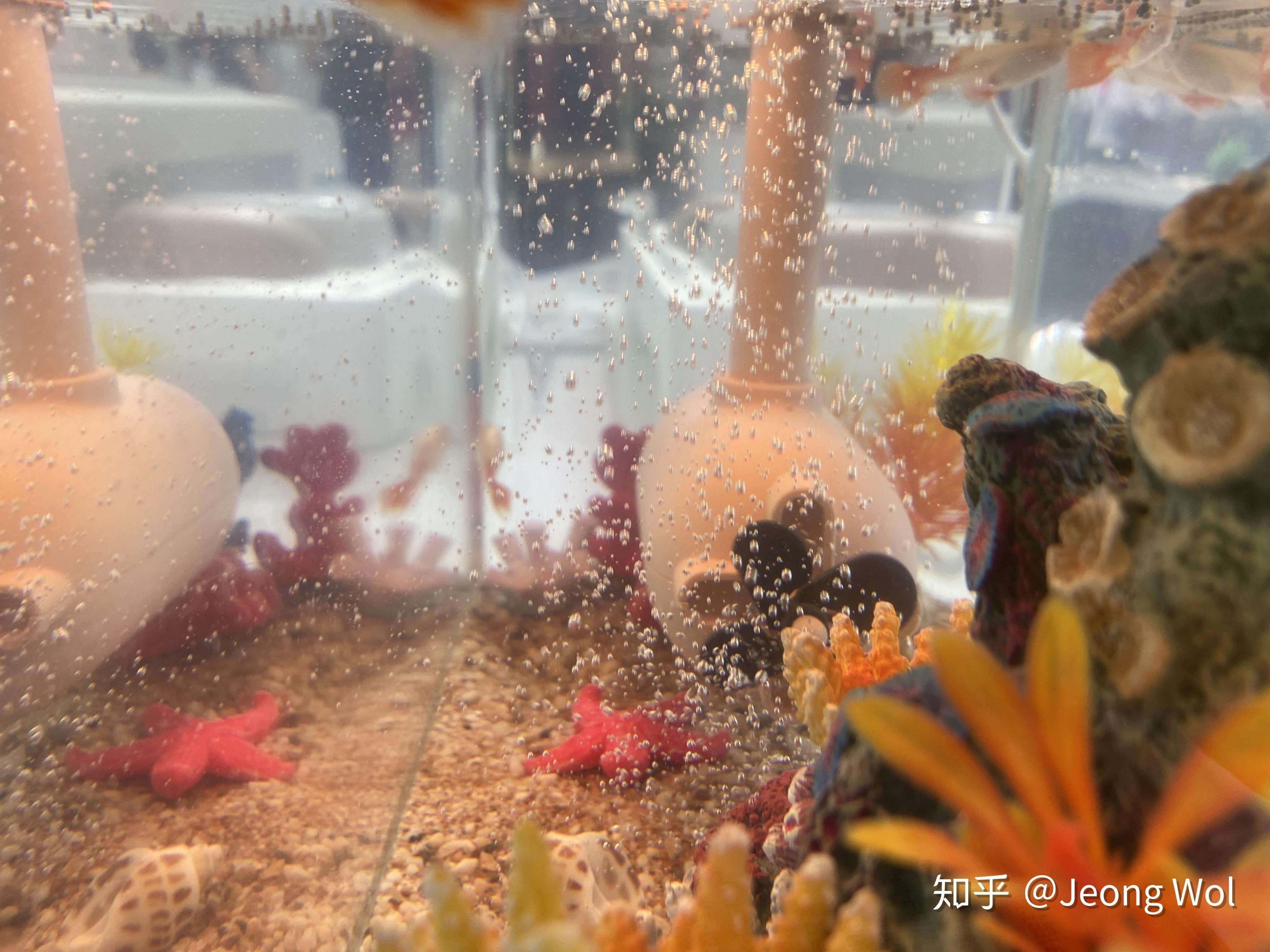 桌面魚缸 知乎 魚缸百科 第5張 桌面魚缸 知乎 桌面魚缸 知乎 魚缸百科 第5張