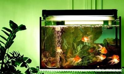 如何制作生態(tài)魚(yú)缸的步驟和注意事項(xiàng)和注意事項(xiàng)和注意事項(xiàng)：制作生態(tài)魚(yú)缸的步驟和注意事項(xiàng)