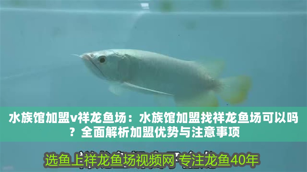水族館加盟v祥龍魚場：水族館加盟找祥龍魚場可以嗎？全面解析加盟優勢與注意事項