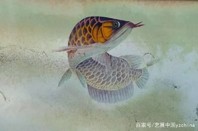 龍魚做微信頭像好嗎：龍魚為什么被稱為微信頭像？