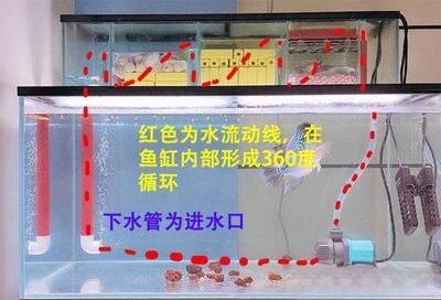 魚缸側濾好還是底濾好：側濾和底濾的區別