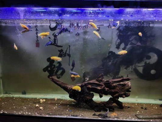 魚缸老水需要換水嗎：如何預防魚缸水質惡化，不同季節換水注意事項，魚缸老水的益處是什么