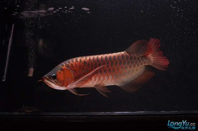 25公分紅龍魚吃什么好（紅龍魚吃什么最好紅龍魚的飼養方法全攻略）
