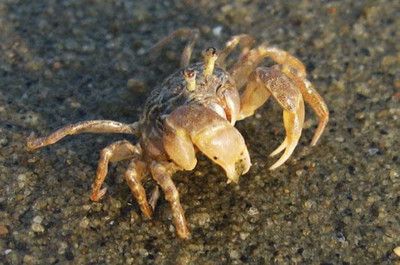 什么木放在魚缸里最好養：哪些木材適宜作為魚缸的裝飾 什么木放在魚缸里最好養：哪些木材適宜作為魚缸的裝飾 魚缸百科 第5張