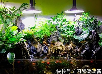 什么木放在魚缸里最好養：哪些木材適宜作為魚缸的裝飾