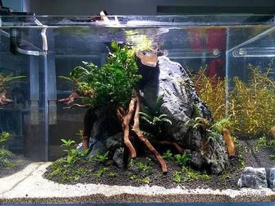野生魚缸造景：野生魚缸造景教程