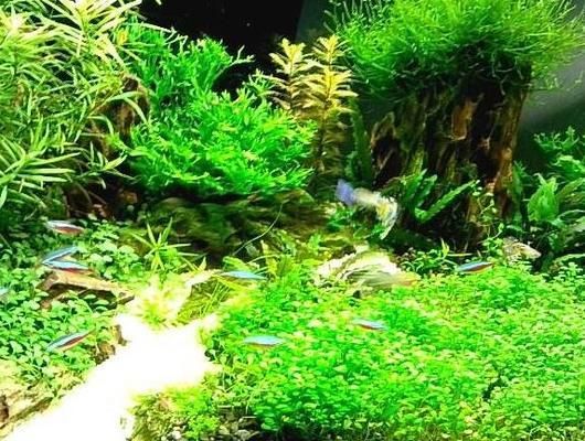 野生魚缸造景：野生魚缸造景教程