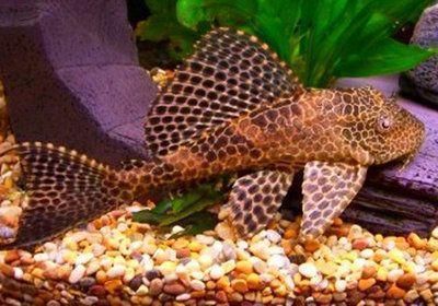 野生魚缸造景：野生魚缸造景教程