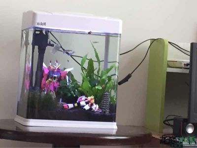 野生魚缸造景：野生魚缸造景教程