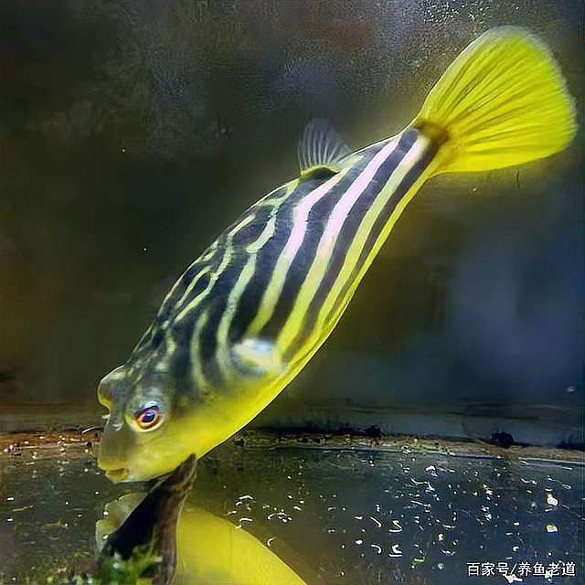 黃鰭鯧龍魚混養(yǎng) 黃鰭鯧龍魚混養(yǎng) 龍魚百科 第2張