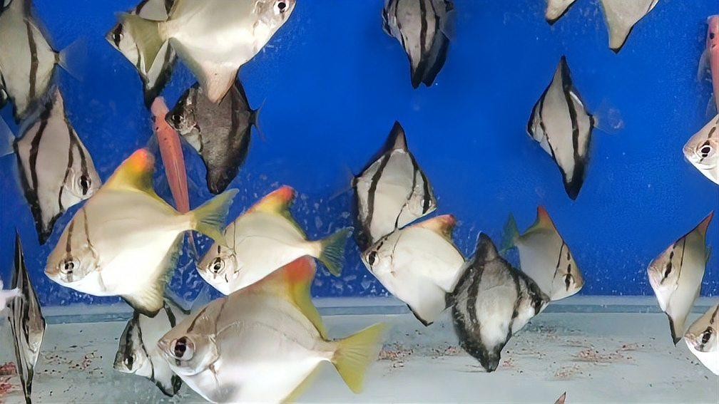 黃鰭鯧龍魚混養(yǎng) 黃鰭鯧龍魚混養(yǎng) 龍魚百科 第1張