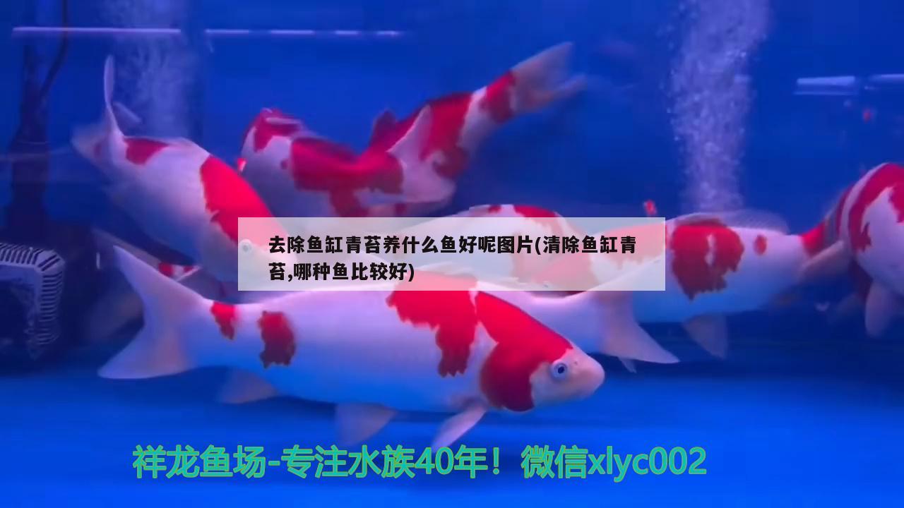 大姚惠光花鳥店