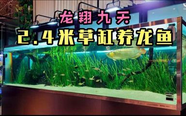 龍魚缸造景底沙怎么選擇顏色（龍魚缸造景底沙怎么選擇顏色龍魚缸造景底沙顏色選擇）